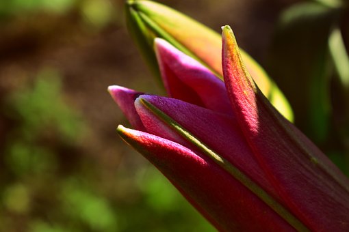 Lirio Longiflorum-Asiático