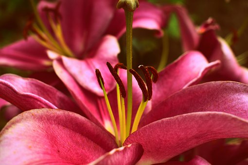 Lirio Longiflorum-Asiático, Lirio, Flor