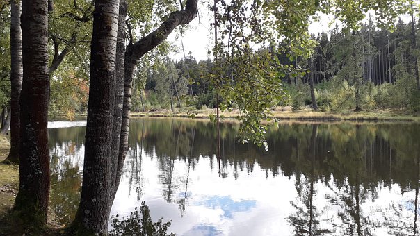 Skov, Natur, Vand, Træer, Sø, Afspejling