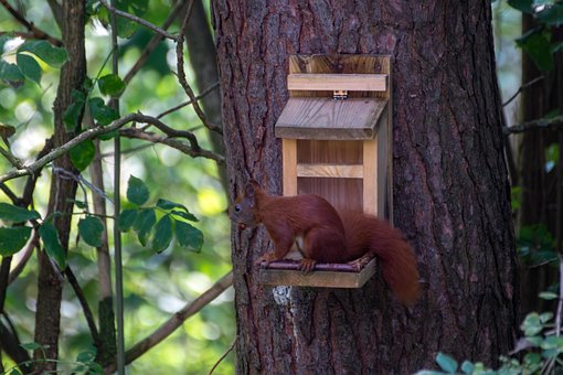 Free The Squirrel Forest photo and picture