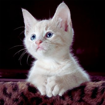 Free Cat Kitten photo and picture