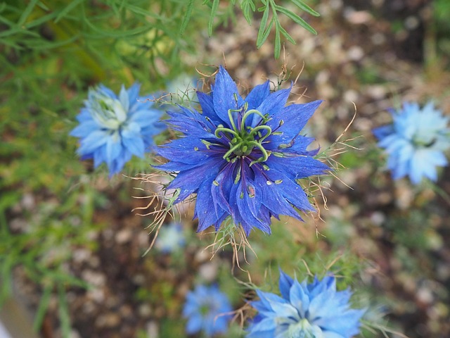 Free Flower Cornflower photo and picture