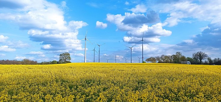 Naturaleza, Molinetes, Agricultura, Maíz