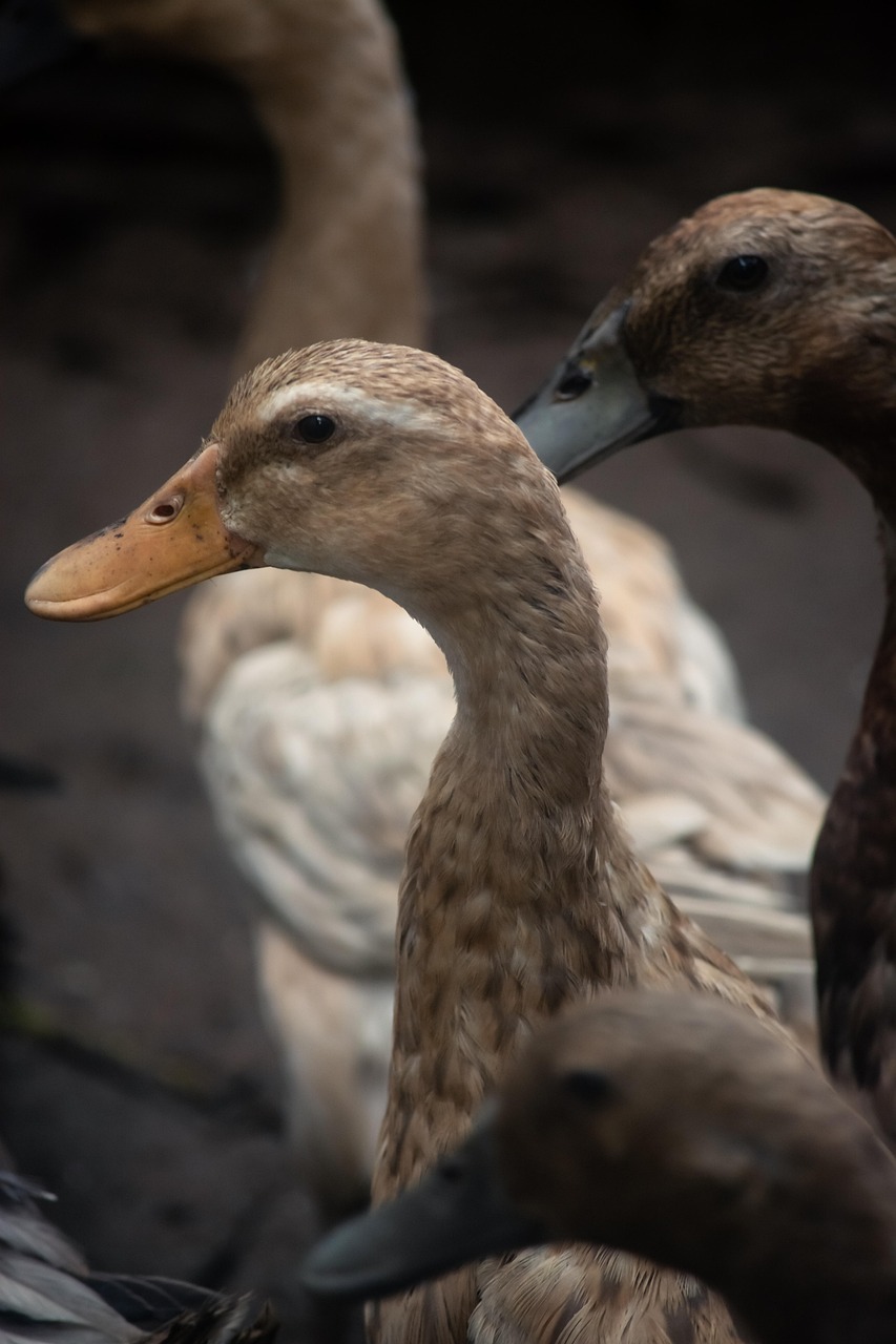 Ducks Birds Beak - Free photo on Pixabay - Pixabay