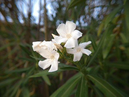 Adelfa, Blanco, Flor, Jardín, Florecer