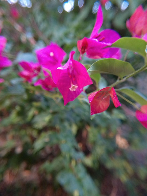 Bougainvillea, Flori, Roz, Luminos