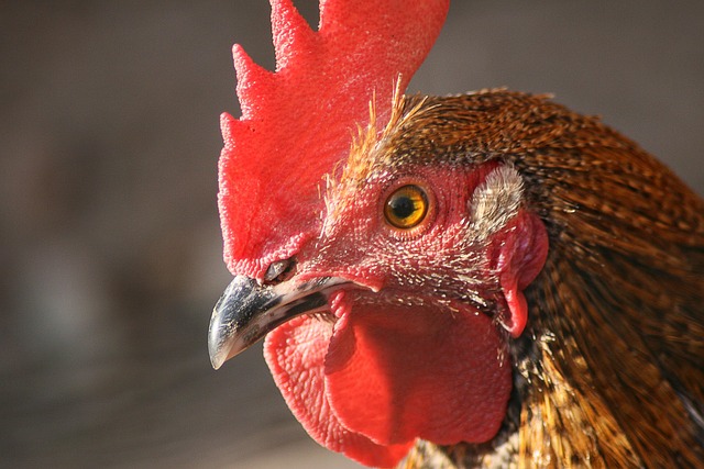 Free Chicken Rooster photo and picture