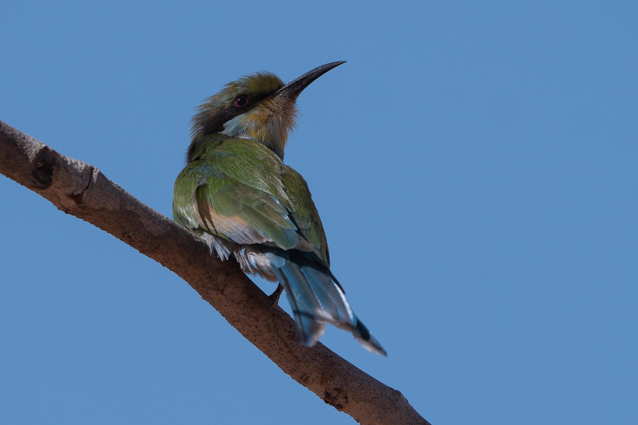 European Bee Eater Bird Nature Free Photo On Pixabay Pixabay european-bee-eater-bird-nature-free-photo-on-pixabay-pixabay