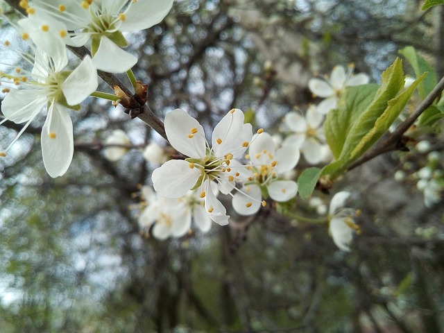 Spring Branch Tree - Free photo on Pixabay - Pixabay