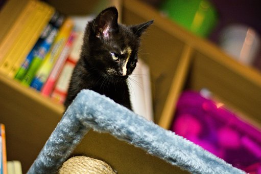 Free Pet Kitten photo and picture