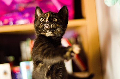 Free Kitten Pet photo and picture