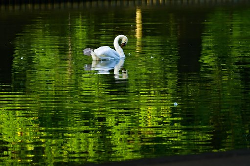 Free Water Nature photo and picture