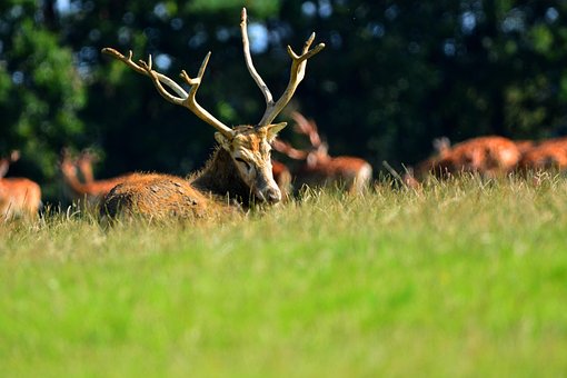 Free Nature Deer photo and picture