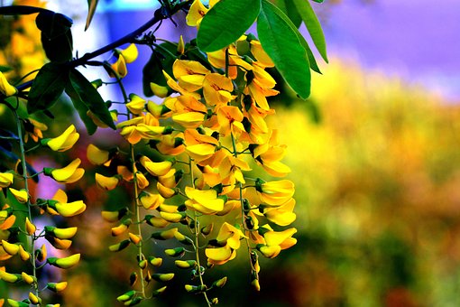 Free Flower Spring photo and picture
