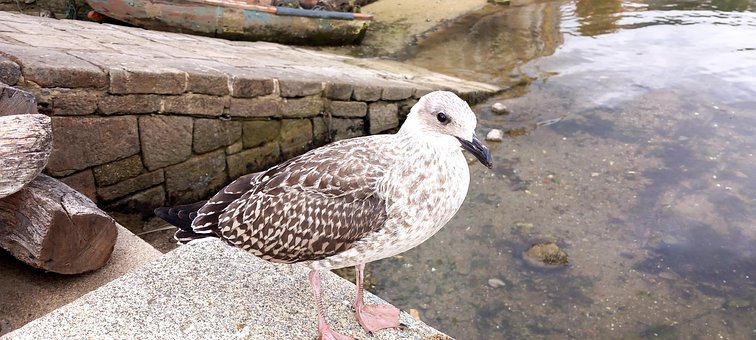 Möwe, Vogel, Meer, Herberge, Jung