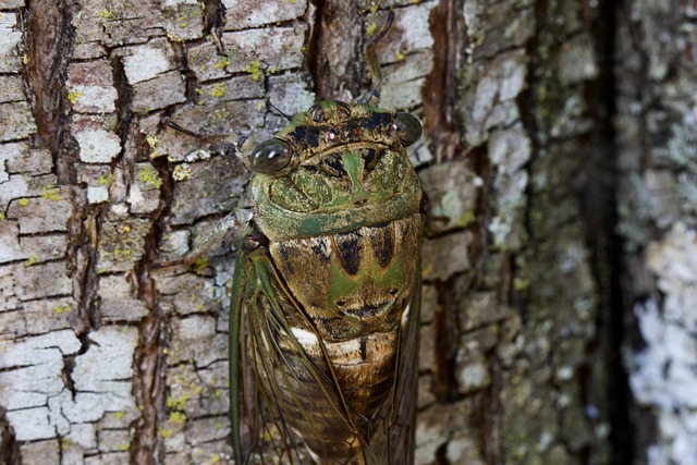 Free Bug Nature photo and picture