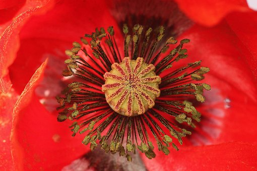 Amapola, Flor, Planta, Flor Roja