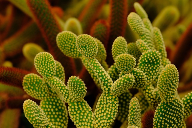 Free Cactus Plant photo and picture