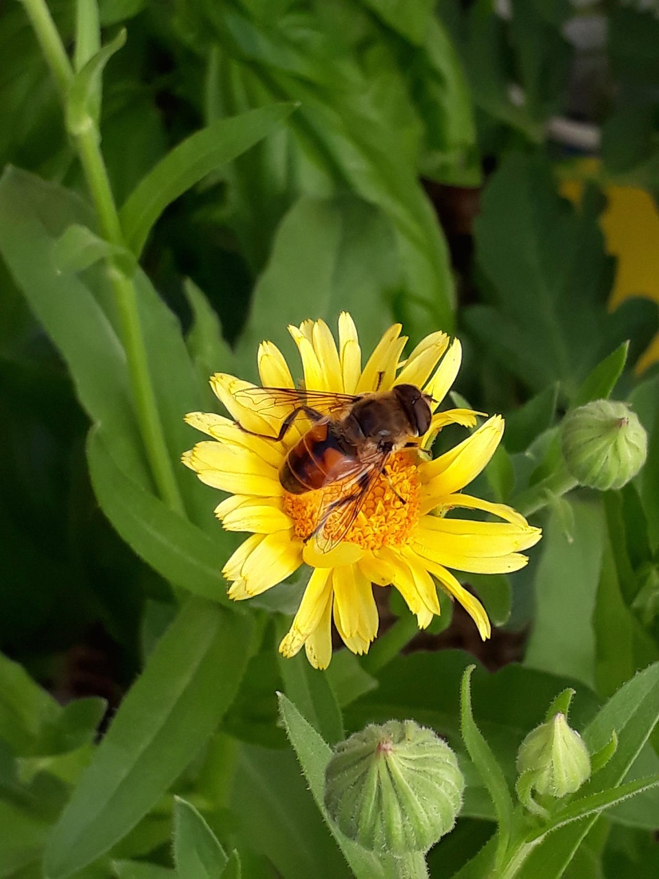 Bee Insect Calendula - Free photo on Pixabay - Pixabay
