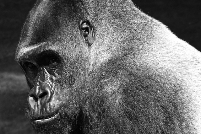 Gorilla, Affe, Tier, Natur, Silberrücken