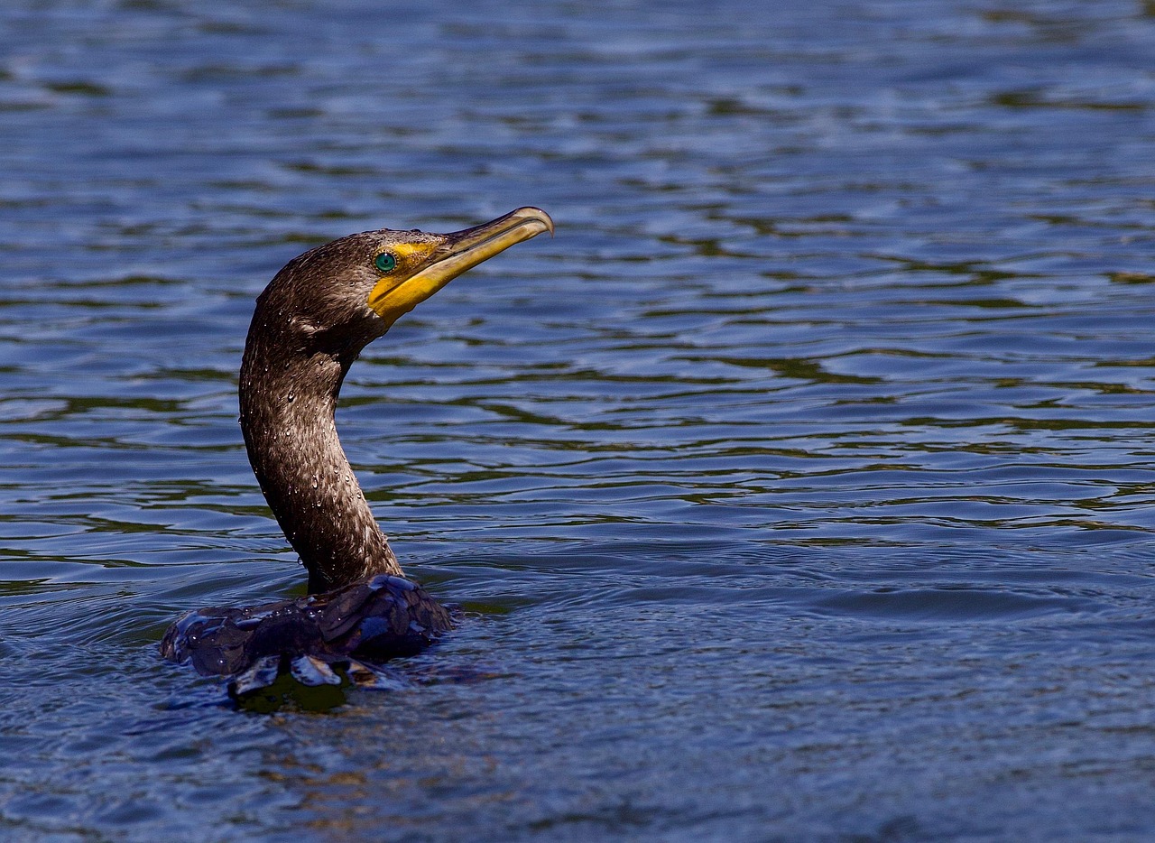 bird-8226361_1280.jpg