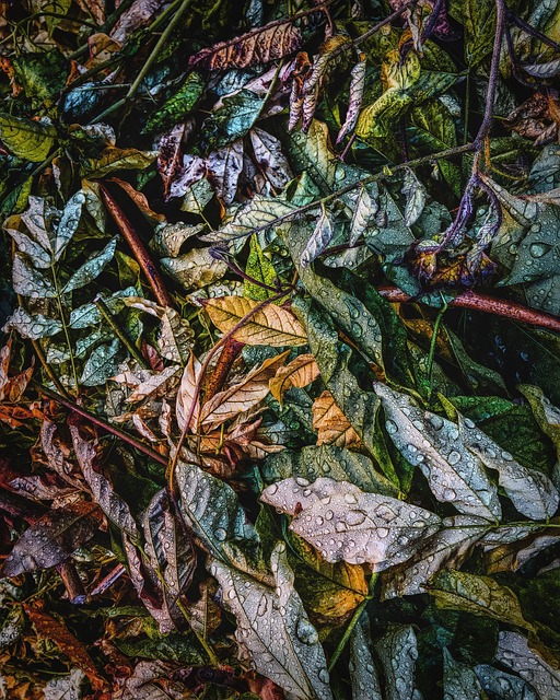 Otoño, Caso, Sale De, Naturaleza