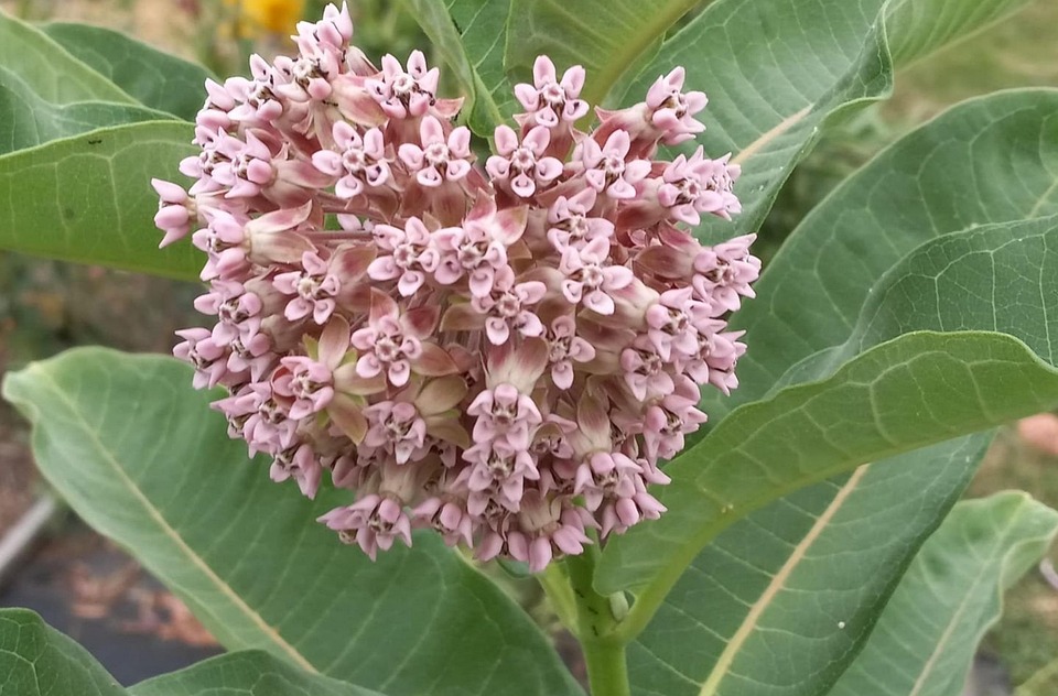 Milkweed Common Pink - Free photo on Pixabay - Pixabay