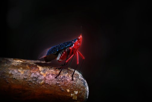 Free Detail Antennae photo and picture