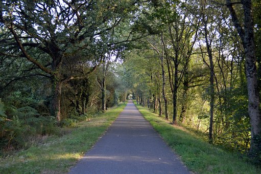 Caminho, Trilha, Caminhadas, Natureza