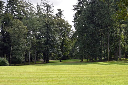 Natur, Bäume, Landschaft, Wald, Gras