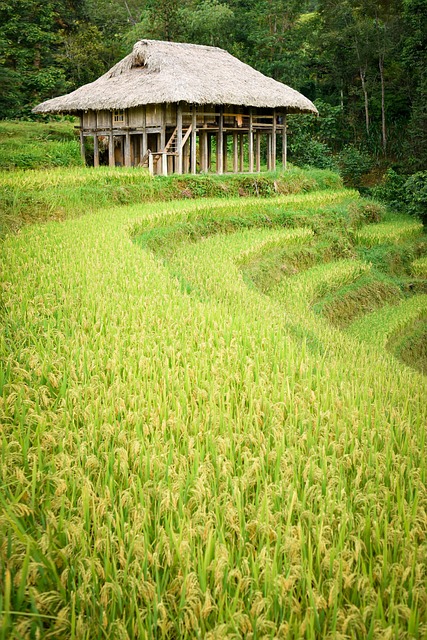 Free Vietnam Nature photo and picture