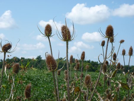 Free Teasel Fall photo and picture