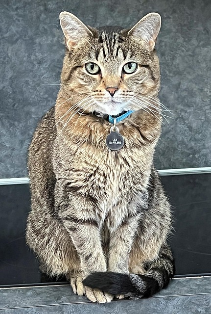 Free Cat Tiger photo and picture