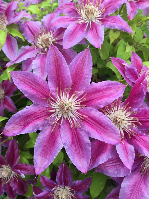 Free Clematis Flower photo and picture