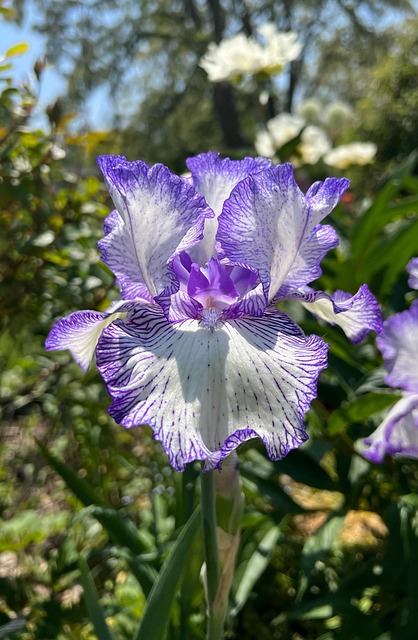 Free Iris Flower photo and picture