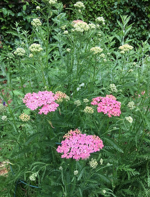 Free Yarrow Flower photo and picture