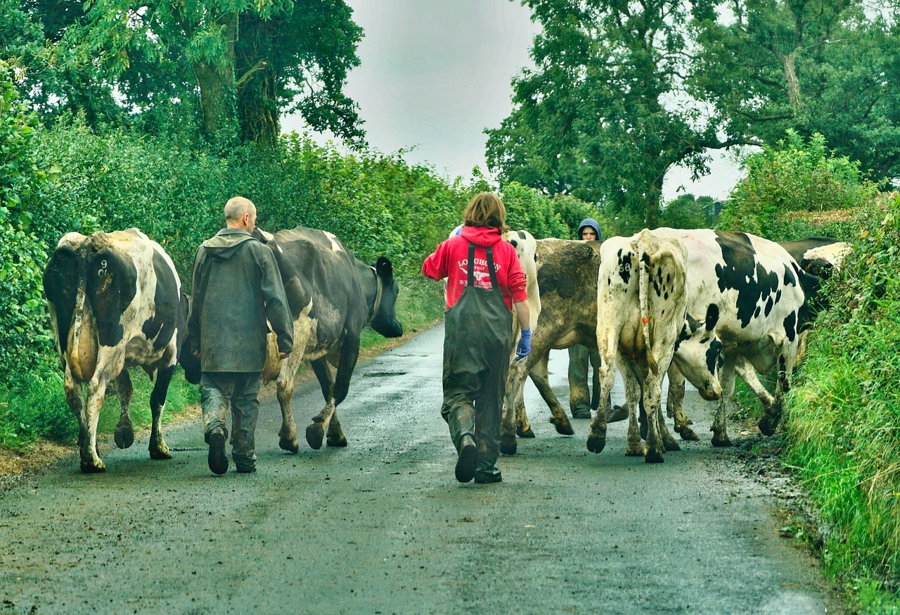 Étrille à Vaches Agritura - Galvanisée à 2 Rangs Pour Toilettage Du Bétail