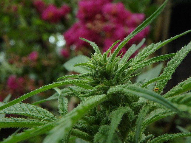 Free Horticulture Flowers photo and picture