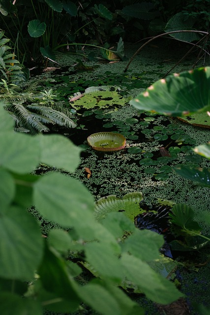 Free Green Leaves Water And Leaves photo and picture