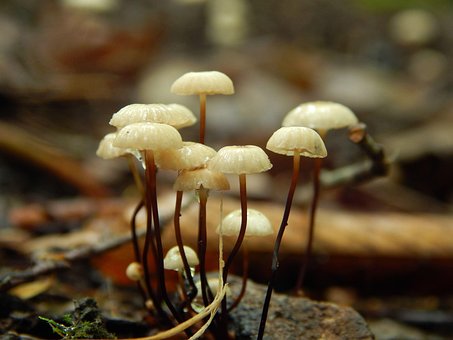 Free Common Bonnet Mushrooms photo and picture