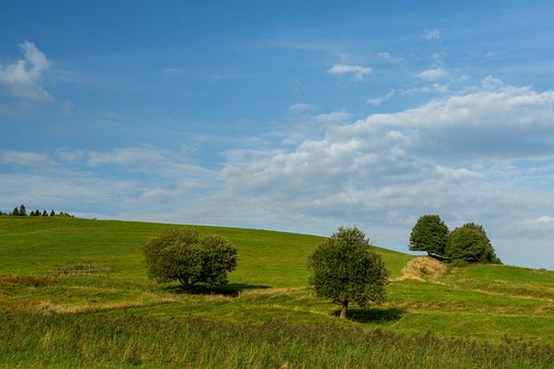 Arvores, Prado, Céu, Nuvens, Verde