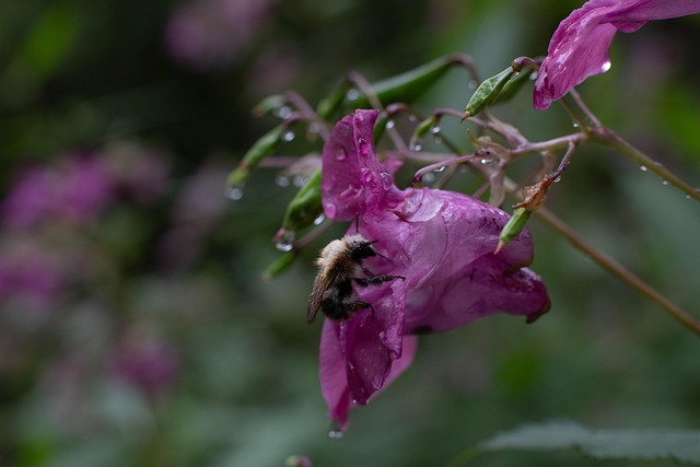 Abeja, Insecto, Flor, Polinización
