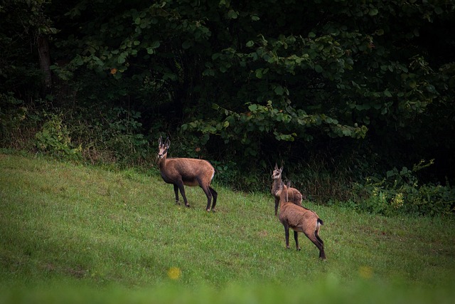 Gamuza, Animal, Naturaleza, Bosque