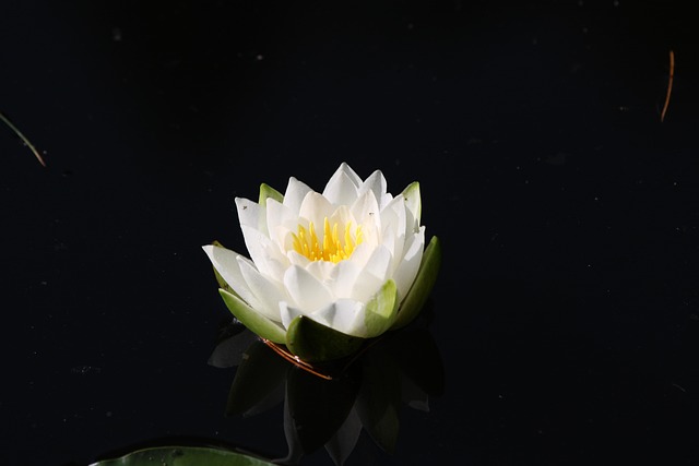 Free Water Lily Flower photo and picture