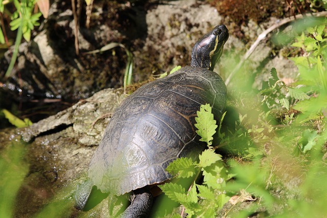 Free Slider Turtle Turtle photo and picture