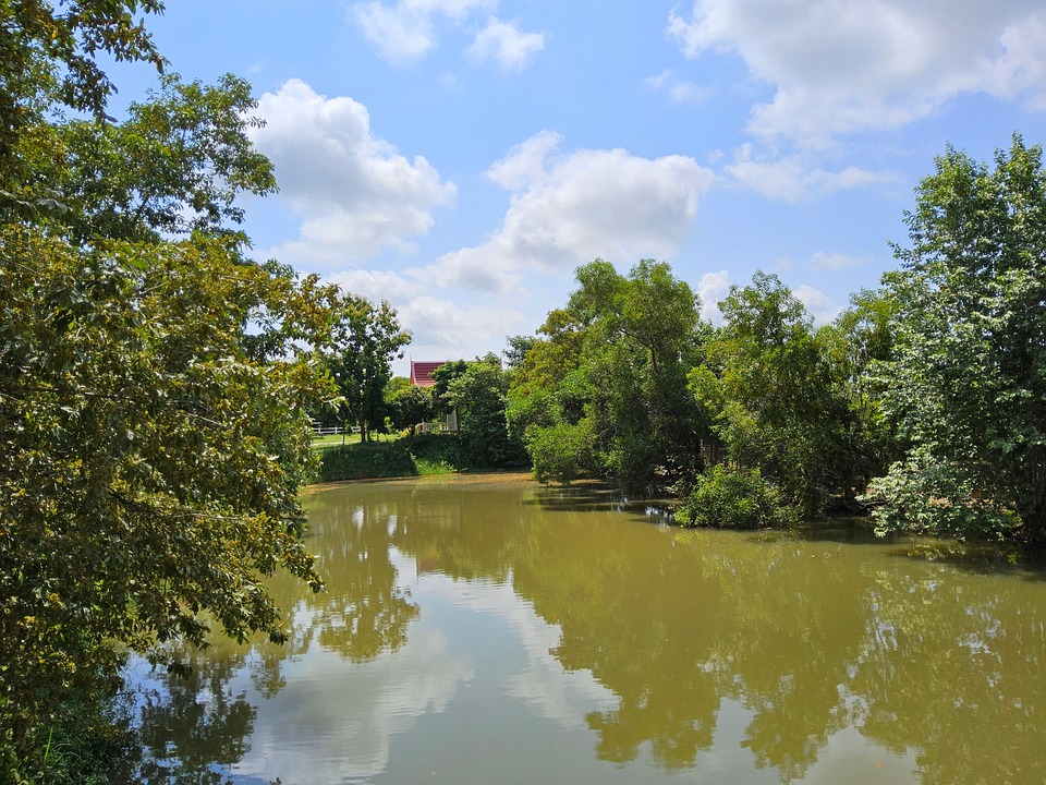 Swamp Stream River Swamp Stream Thailand Home - Free photo on Pixabay - Pixabay