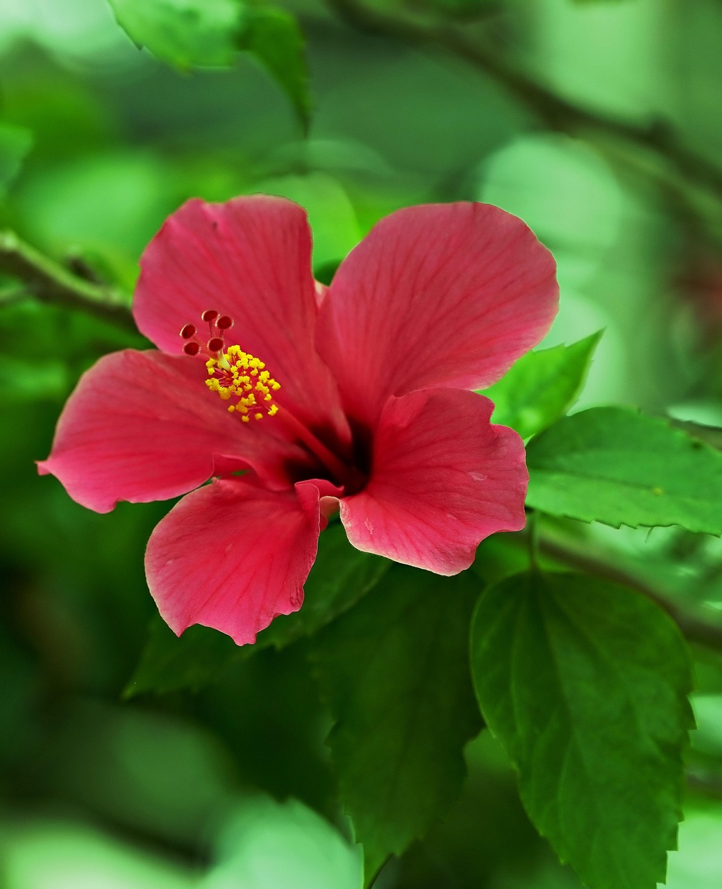 Hibiscus Flower Plant - Free photo on Pixabay - Pixabay