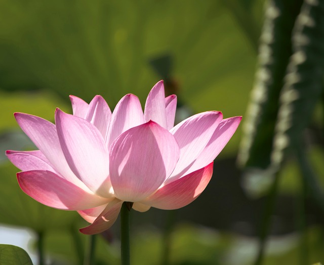 Lotus Fleur Rose - Photo gratuite sur Pixabay - Pixabay