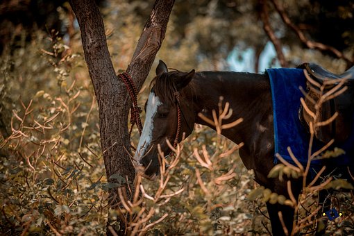 Free Horse Nature photo and picture