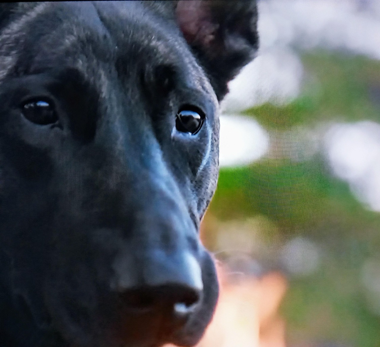 Dogs Dogsofinstagram Dog Free Photo On Pixabay Pixabay